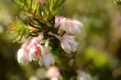 Erica calcareophila