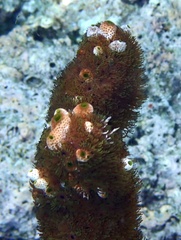 Acrozoanthus australiae