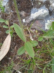 Pfaffia tuberosa