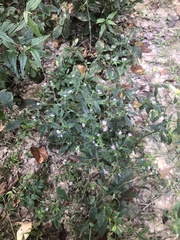 Elephantopus carolinianus