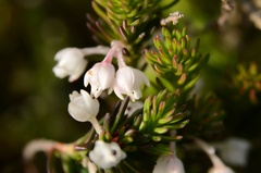 Erica calcareophila