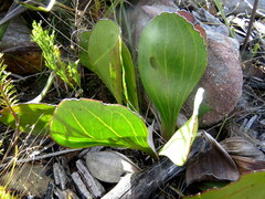 Mairia coriacea