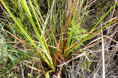 Carpha glomerata