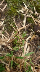 Swertia macrosperma