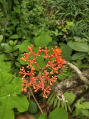 Jatropha podagrica