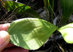 Mairia coriacea