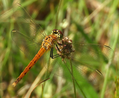 Sympetrum depressiusculum
