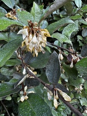 Elaeagnus