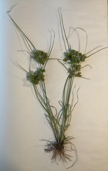 Cyperus surinamensis