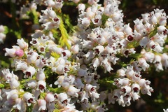 Erica margaritacea