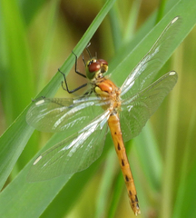 Sympetrum depressiusculum
