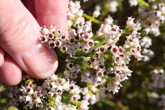 Erica margaritacea