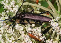 Aromia moschata moschata
