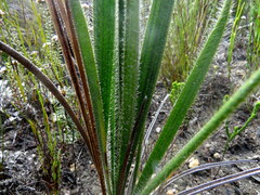 Corymbium villosum