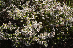 Erica margaritacea