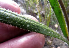 Corymbium villosum