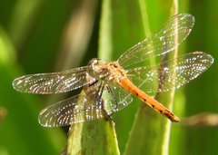 Sympetrum depressiusculum