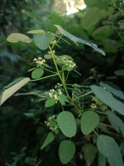 Amelanchier spicata