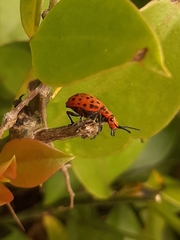 Platyomus