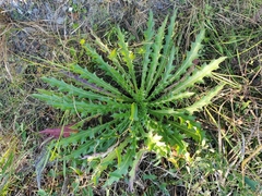 Cirsium horridulum