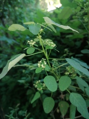 Amelanchier spicata