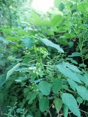 Amelanchier spicata