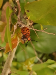 Platyomus