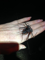 Phrynus operculatus
