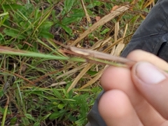 Leptysma marginicollis