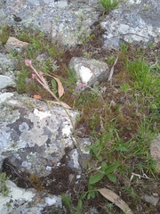 Pfaffia tuberosa