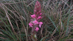 Satyrium nepalense
