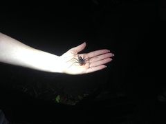 Phrynus operculatus