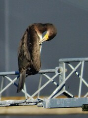 Phalacrocorax carbo