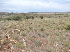 Gomphocarpus fruticosus fruticosus