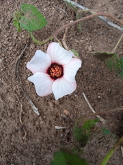 Pavonia glechomoides