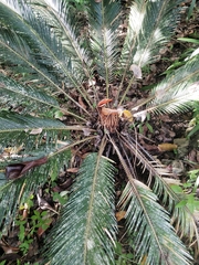 Cycas revoluta