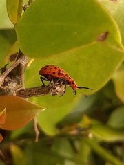 Platyomus