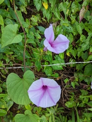 Ipomoea pedicellaris