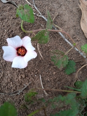 Pavonia glechomoides