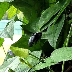 Xylocopa latipes