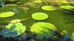 Victoria amazonica