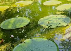 Victoria amazonica