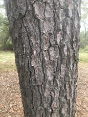 Pinus glabra