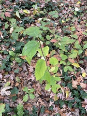 Viburnum setigerum