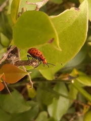 Platyomus