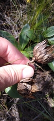 Berkheya herbacea