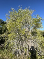 Forestiera segregata