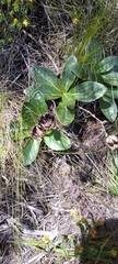 Berkheya herbacea