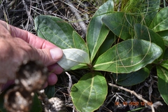 Berkheya herbacea