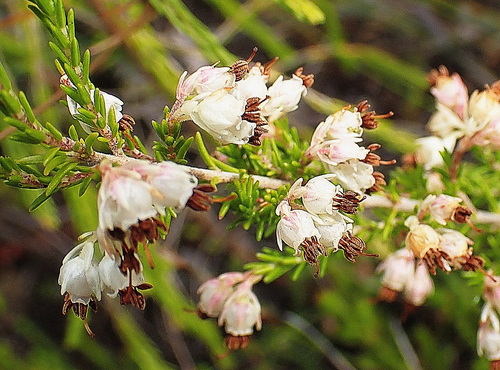 Crooked Heath (Erica adunca)